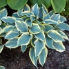 Hosta 'First Frost'