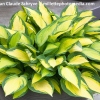 Hosta 'Orange Marmalade'