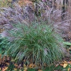 Miscanthus sinensis 'Adagio'