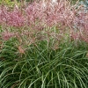 Miscanthus sinensis 'Ferner Osten'