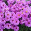 Aster novi-belgii 'Rosenwichtel'