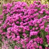 Aster novi-belgii 'Jenny'