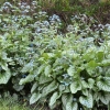 Brunnera macrophylla 'Jack Frost'®