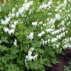 Dicentra spectabilis 'Alba'