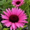 Echinacea 'Fatal Attraction'®