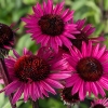 Echinacea 'Fatal Attraction'®