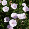 Geranium sanguineum var. striatum