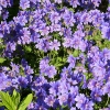 Geranium x magnificum 'Rosemoor'