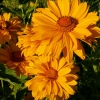 Heliopsis scabra 'Venus'