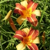 Hemerocallis 'Frans Hals'