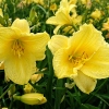 Hemerocallis 'Happy Returns'