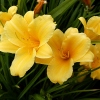 Hemerocallis 'Stella de Oro'