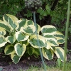 Hosta 'Brim Cup'