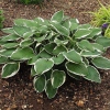 Hosta fortunei 'Francee'