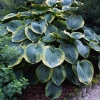 Hosta sieboldiana 'Frances Williams'