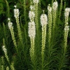 Liatris spicata 'Floristan White'
