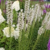 Liatris spicata 'Floristan White'