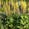 Ligularia stenocephala 'The Rocket'