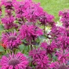 Monarda fistulosa 'Scorpion'