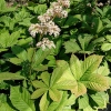 Rodgersia aesculifolia