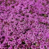 Thymus praecox 'Coccineus'