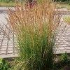 Calamagrostis x acutiflora 'Karl Foerster'