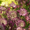 Astrantia major 'Star of Beauty'®