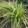 Carex dolichostachya 'Kaga Nishiki'