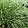 Carex morrowii 'Ice Dance'