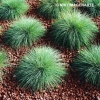 Festuca glauca 'Azurit'