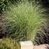 Miscanthus sinensis 'Gracillimus'