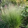 Molinia caerulea 'Heidebraut'