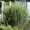 Panicum virgatum 'Northwind'