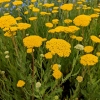 Achillea filipendulina 'Parker'