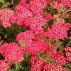 Achillea millefolium 'Paprika'