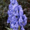 Aconitum carmichaelii x arendsii