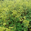 Alchemilla erythropoda