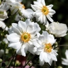 Anemone japonica hybr 'Whirlwind'