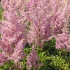 Astilbe arendsii 'Amerika'