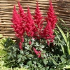 Astilbe arendsii 'Fanal'