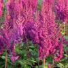 Astilbe chinensis 'Vision in Red'®