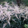 Astilbe simplicifolia 'Sprite'