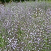 Calamintha nepeta 'Blue Cloud'