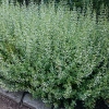 Calamintha nepeta 'Triumphator'