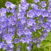 Campanula persicifolia Grandiflora