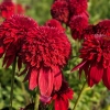 Echinacea 'Eccentric'®