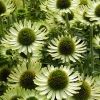 Echinacea 'Green Jewel'®