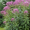 Eupatorium fistulosum 'Riesenschirm'