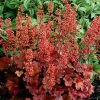 Heuchera 'Cherry Cola'®