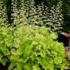 Heuchera 'Lime Marmalade'®